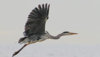 02. Grey Heron_0092