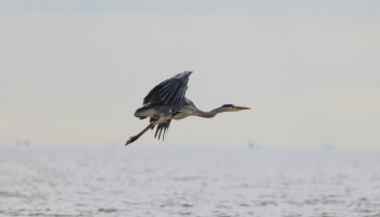 03. Grey Heron_0093