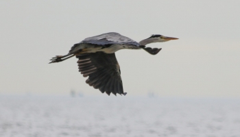 04. Grey Heron_0094