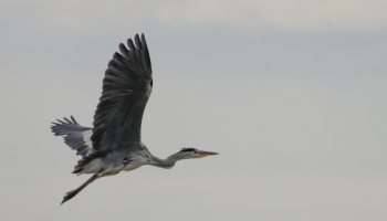 05. Grey Heron_0095