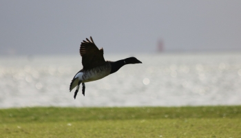 Brent Tags Single in flight-4927