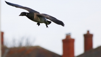 Brent in flight rooftops-4995