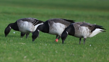 geese in a row-4999