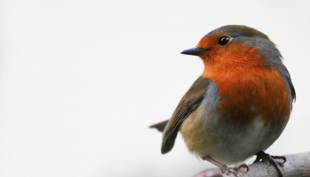 Robin-2019