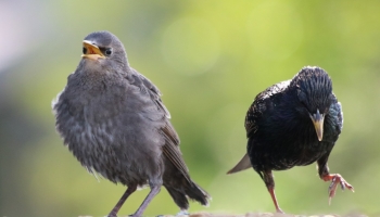 Starling baby and adult dance-3038