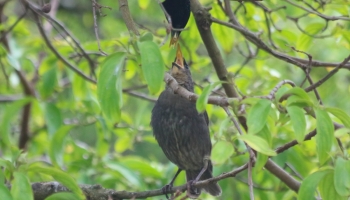 Starlings feeding-2514