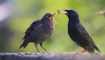 Starlings feeding-3032