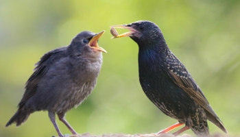 Starlings feeding dog food-3034