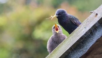 Starlings on shed rook-2604