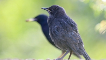 baby starling with shadow-2962