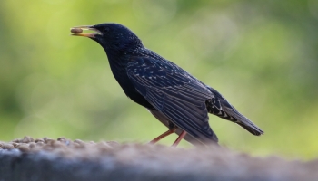 starling portrait-2874
