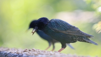 starling with shadow starling-2831