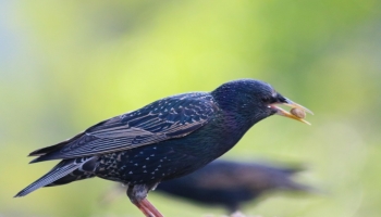 starling with shadow starling-2832
