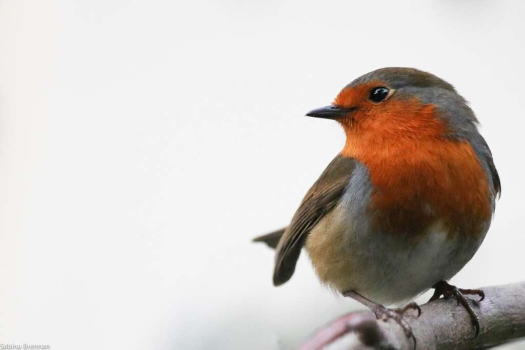 Robin